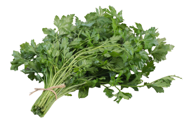 Coriander Leaves हरी धनिया - Image 3