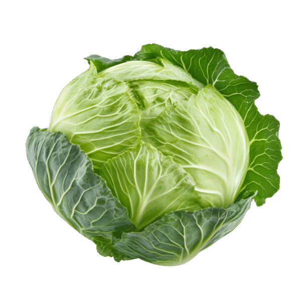 Cabbage (पत्ता गोभी)